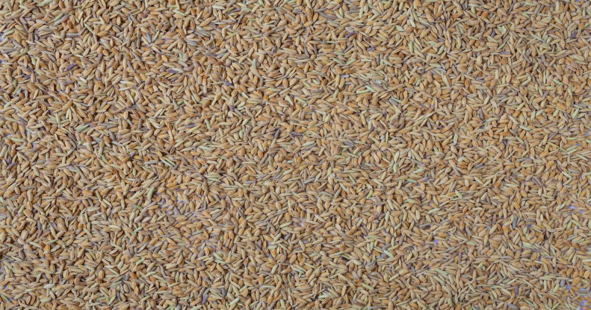 गुजरात की प्रमुख मंडियों में जीरे के भाव